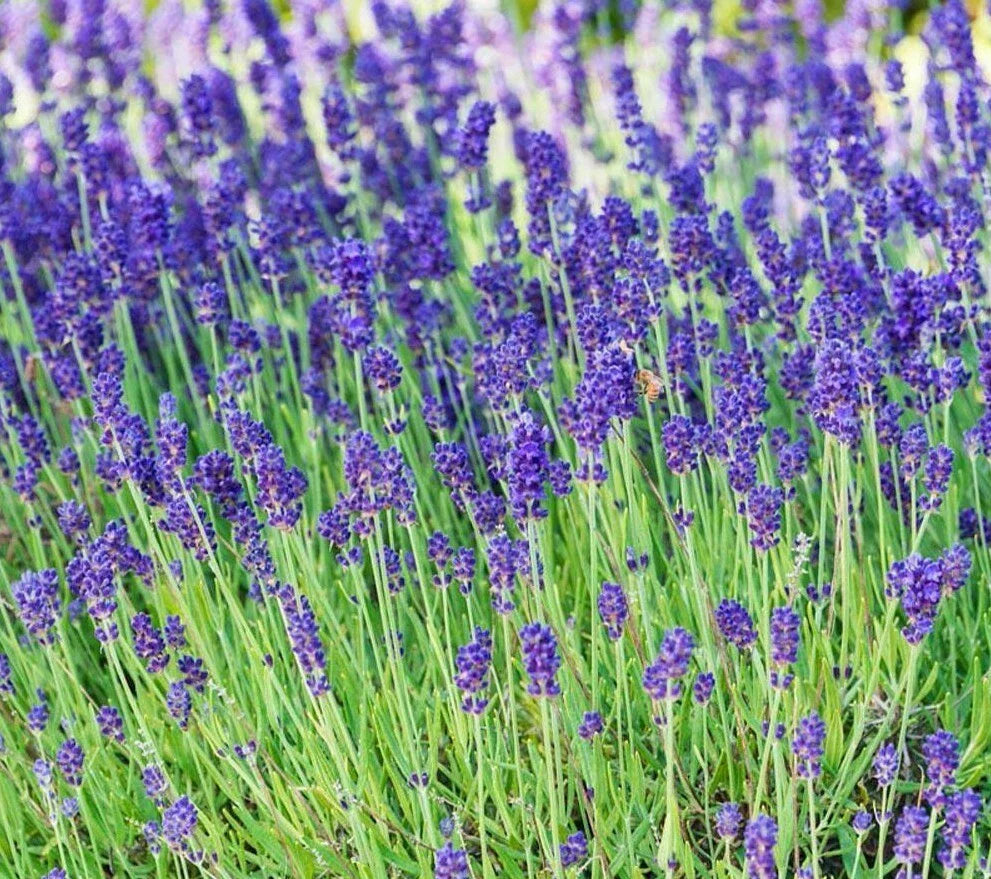 Lavender Seeds 100+ Perennial Herb Plants Purple Aroma Culinary (Lavandula) - Free Shipping