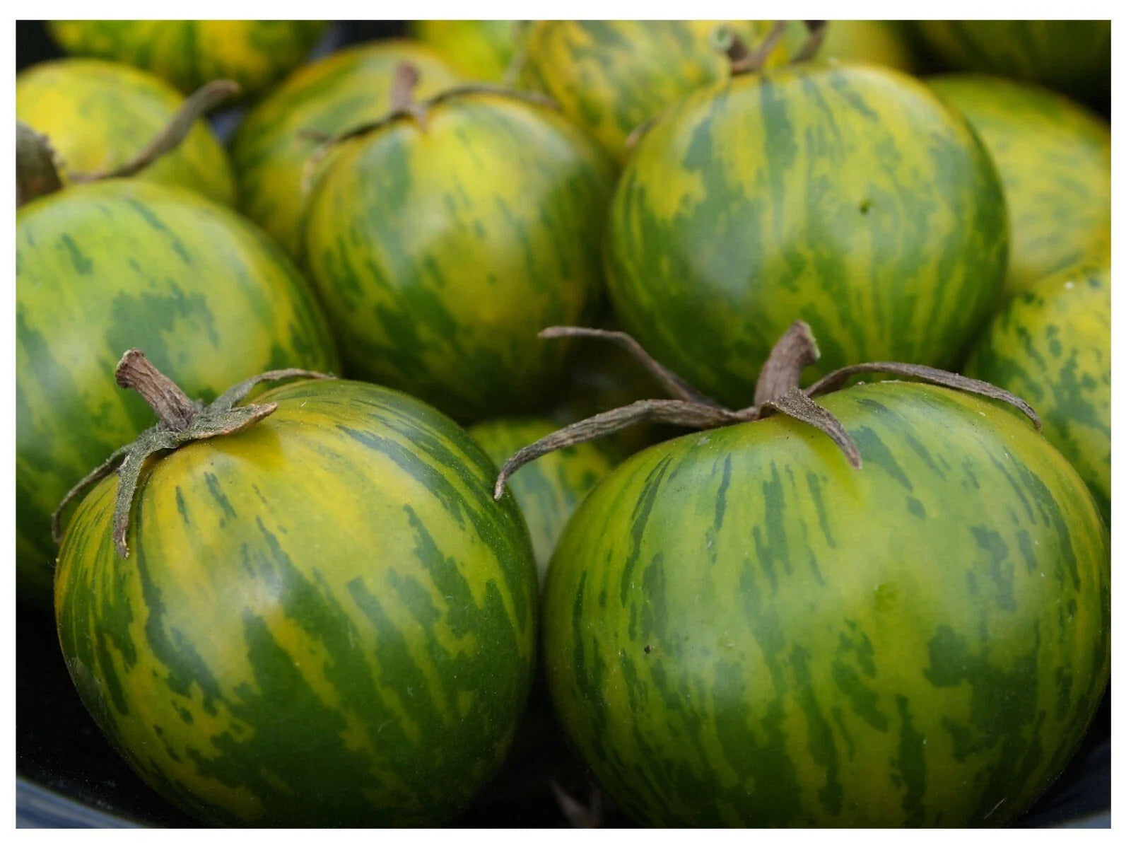 Green Zebra Tomato Seeds - Heirloom Varieties, Unique Color, Bulk Pack of 25-1000 Seeds - Perfect for Salad Gardens
