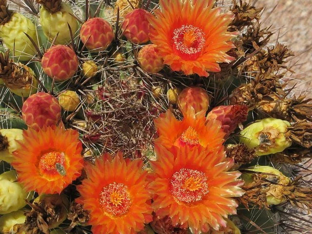 Fishhook Candy Barrel Cactus Seeds - Ferocactus wislizeni (75 Seeds) - Hardy Desert Plant for Succulent Gardens