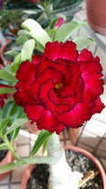 Desert Rose Seeds - 4 Red Black Tips - Adenium Obesum - Exotic Perennial Flower Seeds