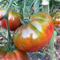 Paul Robeson Tomato Seeds - 10+ Heirloom Organic Non-GMO - Rare Variety - Fresh