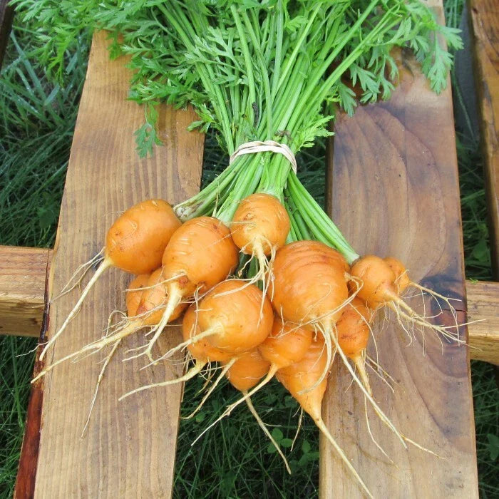 Parisian Carrot Seeds - Heirloom Non-GMO Variety - Daucus carota - Seed Store
