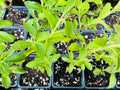 Stevia Live Plant Plug - Well-Rooted Starter Plants - Stevia Rebaudiana