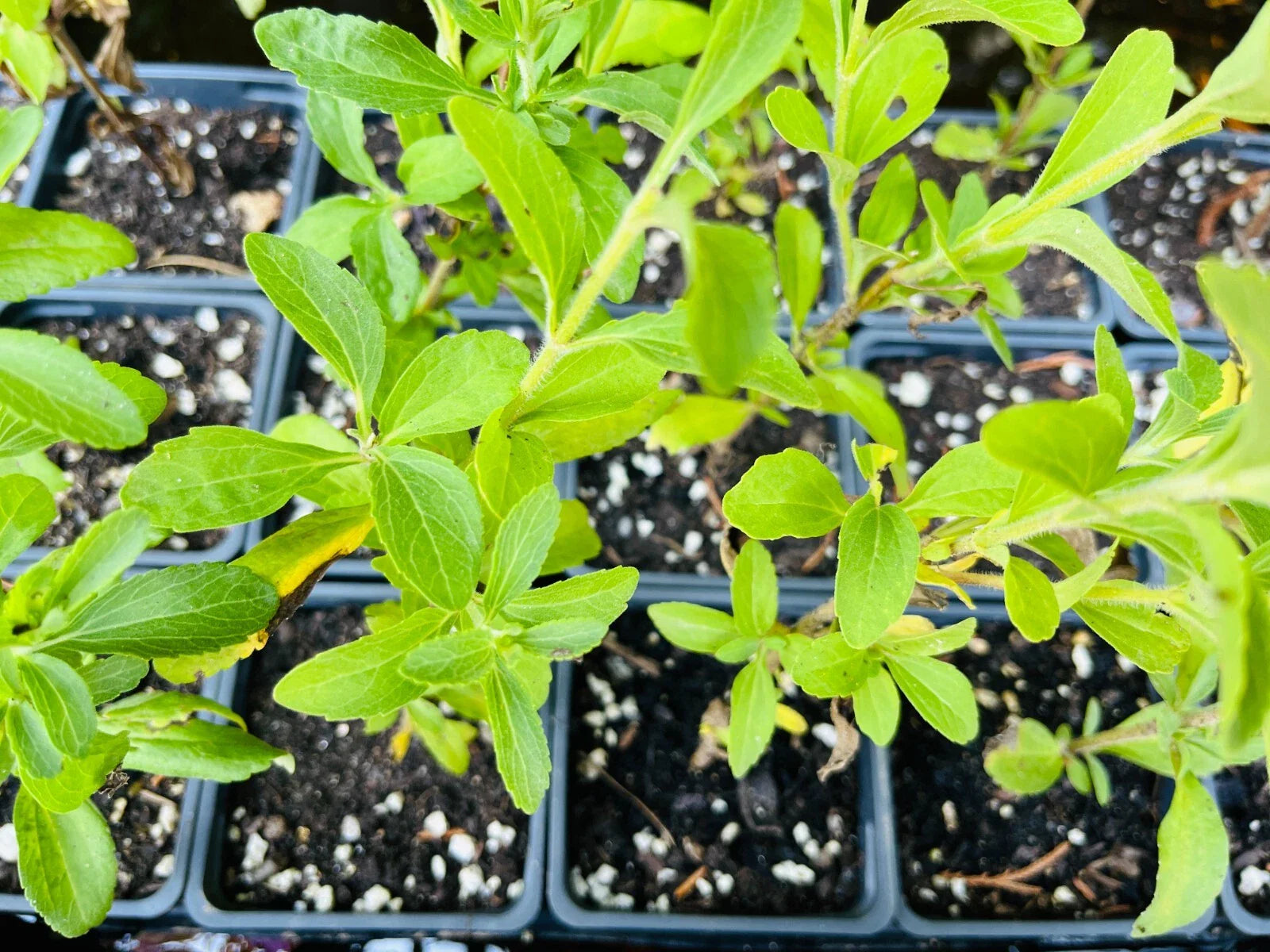 Stevia Live Plant Plug - Well-Rooted Starter Plants - Stevia Rebaudiana