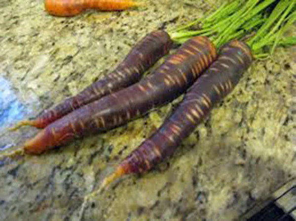 Purple Haze Carrot Seeds - 25+ Hybrid Seeds, Unusual Sweet Flavor, Daucus carota