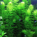 Hornwort Coontail - 3 Stems - Easy Live Aquatic Plant (Ceratophyllum demersum) for Freshwater Aquariums