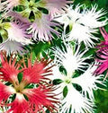 Fringed Flower Seeds Assorted Mix, 200 Seeds - Ideal for Garden Planting - Perfect for Flower Beds, Annuals