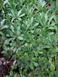 Sempervivum Succulent Plants 4+ Hens & Chickens Live Perennial Indoor Greenery