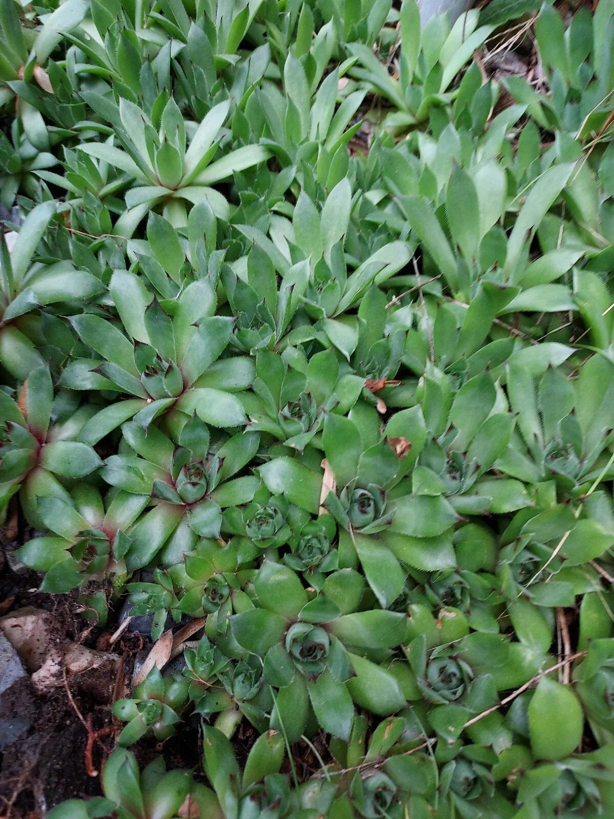 Sempervivum Succulent Plants 4+ Hens & Chickens Live Perennial Indoor Greenery