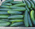 Cucumber Seeds - Early Spring Burpless Variety - Fresh Seed for Planting - Cucumis sativus