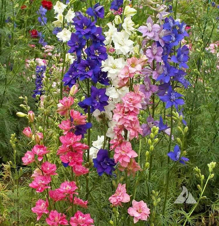 Rocket Larkspur Seeds - Tall Mix Cut Flowers - Delphinium Spring Blooms - Non-GMO - 200 Seeds