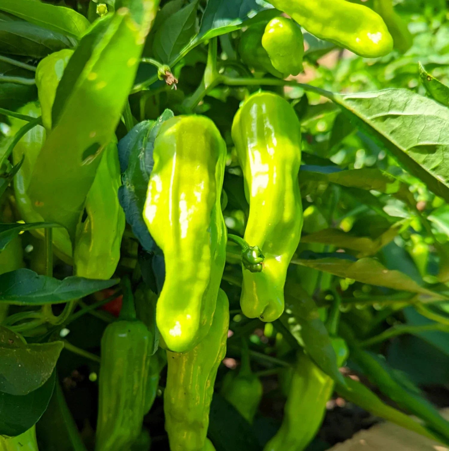 Shishito Pepper Seeds - 50 Pack Mild Green Japanese Sweet Chili - Capsicum annuum