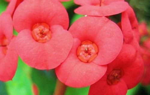 Crown of Thorns Plant - Euphorbia milii - Red Flower - Cactus-Like Succulent - Indoor/Outdoor Decor