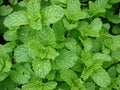 Spearmint Seeds - 1000 Count - Mentha spicata - Aromatic Herb for Cooking and Gardening