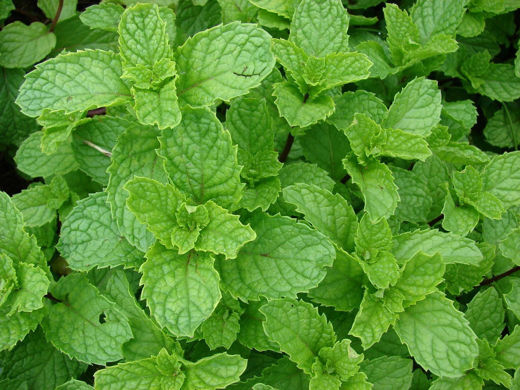 Spearmint Seeds - 1000 Count - Mentha spicata - Aromatic Herb for Cooking and Gardening