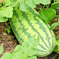 Congo Watermelon Seeds Organic Heirloom - 25+ Seeds for Summer Garden (Citrullus lanatus) XL 30-50 lbs