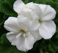 Geranium Cuttings 6" White Pelargonium Zonal Live Flower Plant - 3 Unrooted