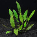Cryptocoryne Wendtii 'Green' - Easy Live Aquarium Pond Plant - Freshwater Aquatic Plant