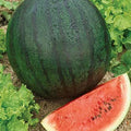Sugar Baby Watermelon Seeds | Heirloom Non-GMO Variety | Citrullus lanatus | 1043