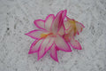 Christmas Cactus Starter Plant - Fairy Tale - Schlumbergera truncata - Well Rooted Cactus, Perfect for Holiday Decorating