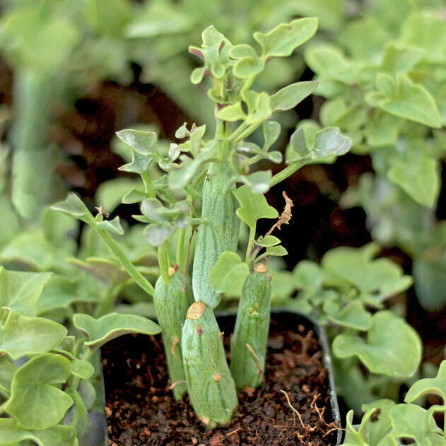 Senecio Articulatus Candle Plant - 4" Potted Rare Curiously Looking Succulent