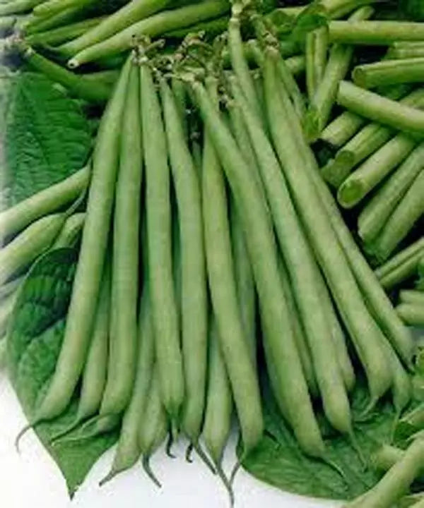 Slenderette Bush Bean Seeds - Non-GMO, 100+ Seeds, Great Tasting Healthy Variety - Phaseolus vulgaris