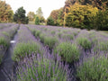 Lavender Live Plants - Well Rooted Plugs - Aromatic Herb - Spa Plants - Lavandula angustifolia