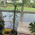 Euphorbia Tirucalli Pencil Cactus Plant 4" - Drought Tolerant Succulent - Great for Beginners - Fire Stick Variety