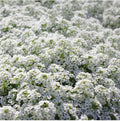 White Alyssum Carpet of Snow Flower Seeds - 100 Organic Dwarf Seeds for Floral Boho Gardens - USA Grown
