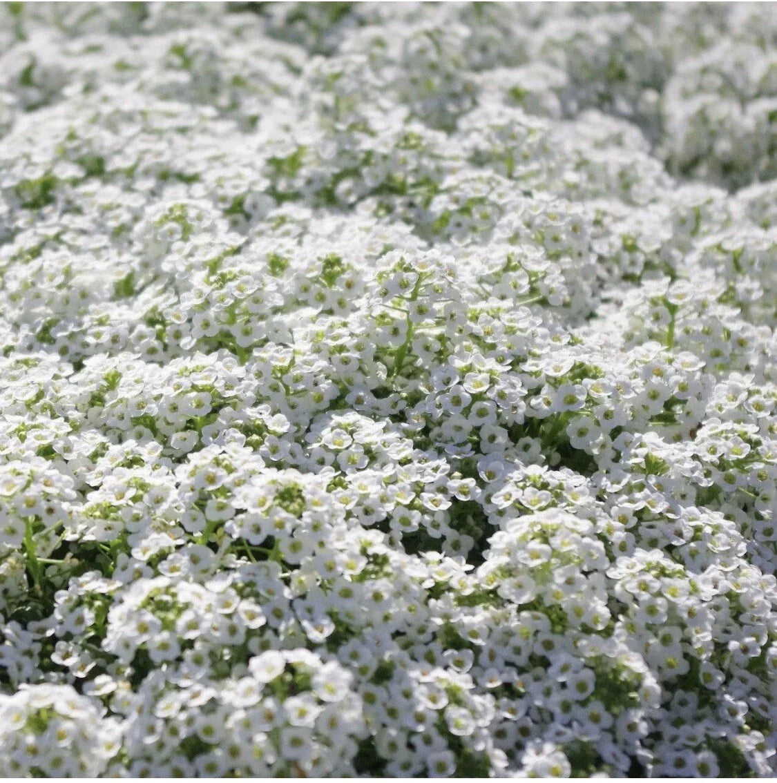 White Alyssum Carpet of Snow Flower Seeds - 100 Organic Dwarf Seeds for Floral Boho Gardens - USA Grown