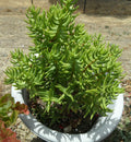 Crassula Tetragona Mini Pine Tree Succulent Cuttings Lot of 5, 5-6" Freshly Cut Decorative Plants