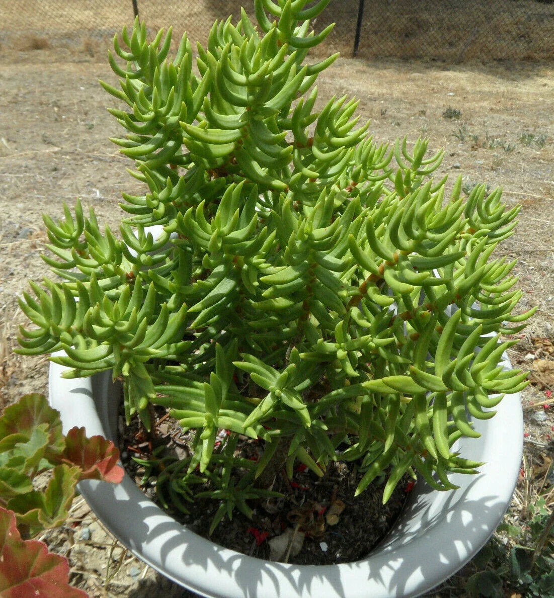 Crassula Tetragona Mini Pine Tree Succulent Cuttings Lot of 5, 5-6" Freshly Cut Decorative Plants