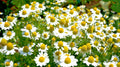 German Chamomile Seeds, 100 Count, Healing Herb for Sleep and Calming, Matricaria Recutita