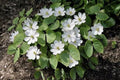 Twin Leaf Plant Bareroot - 10 Organic Jeffersonia diphylla - Native Medicinal Wildflower for Sustainable Forest Garden