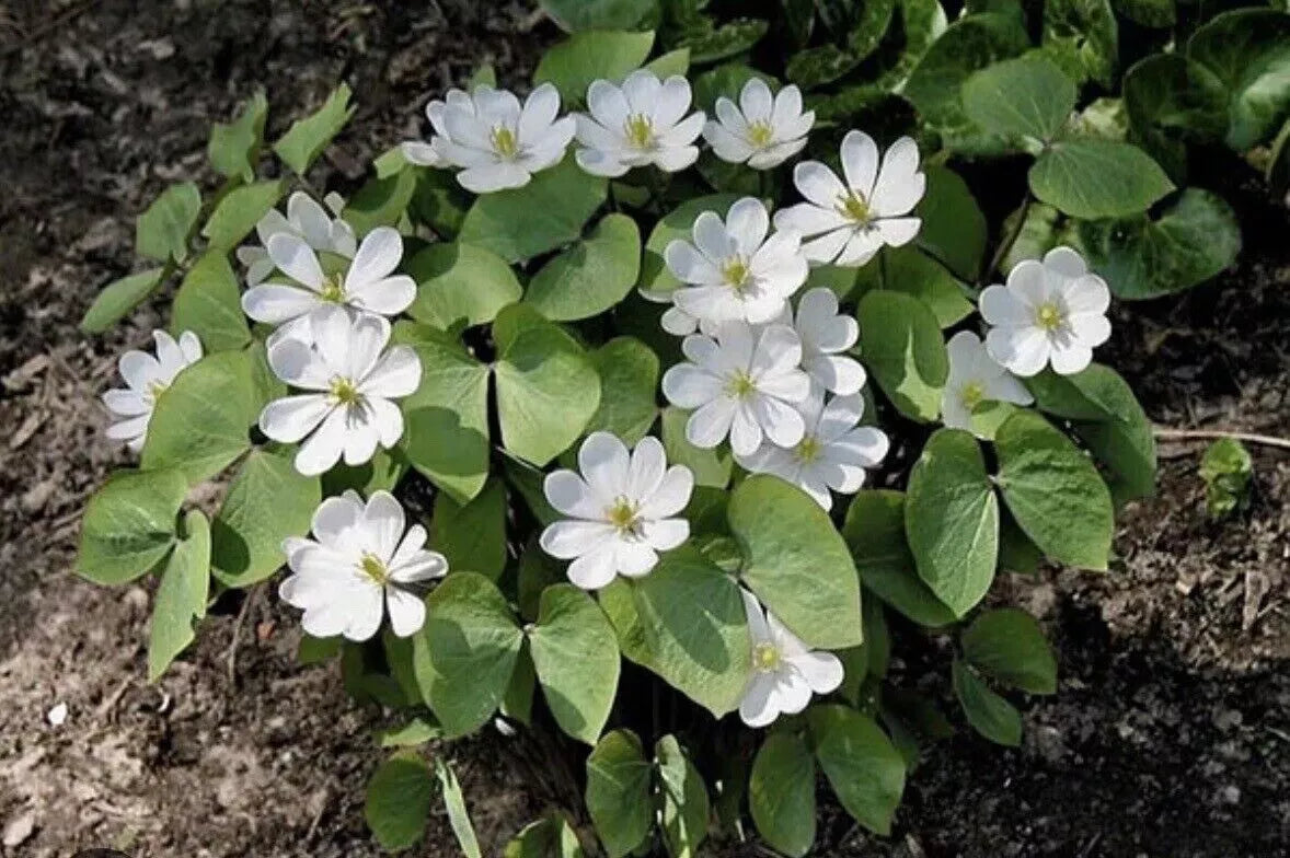 Twin Leaf Plant Bareroot - 10 Organic Jeffersonia diphylla - Native Medicinal Wildflower for Sustainable Forest Garden