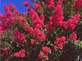 Dallas Red Cape Myrtle Seeds - 20 Perennial Flower Seeds - Lagerstroemia indica - US Seller