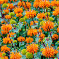 Klip Dagga Seeds - 20 Pack, Leonotis Nepetifolia, Orange Flower, Garden Herb