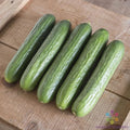 Katrina Cucumber Seeds - 25+ Pack for Garden Planting - Cucumis sativus - USA Grown, Non-GMO