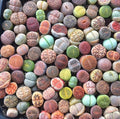 Mixed Succulent Seeds Pack - 100pcs Living Stones Lithops Seeds - Drought-Tolerant Succulents for Gardening
