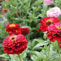 Will Rogers Zinnia Seeds - 100+ Seeds for Garden Planting - Colorful Annual Flower - Zinnia elegans