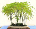 Honey Locust Seeds - Thornless Gleditsia triacanthos - Great Bonsai Tree - Fall Color