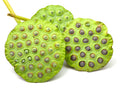 Sacred Lotus Flower Seeds - 15 Seeds - Aquatic Plant - Nelumbo nucifera