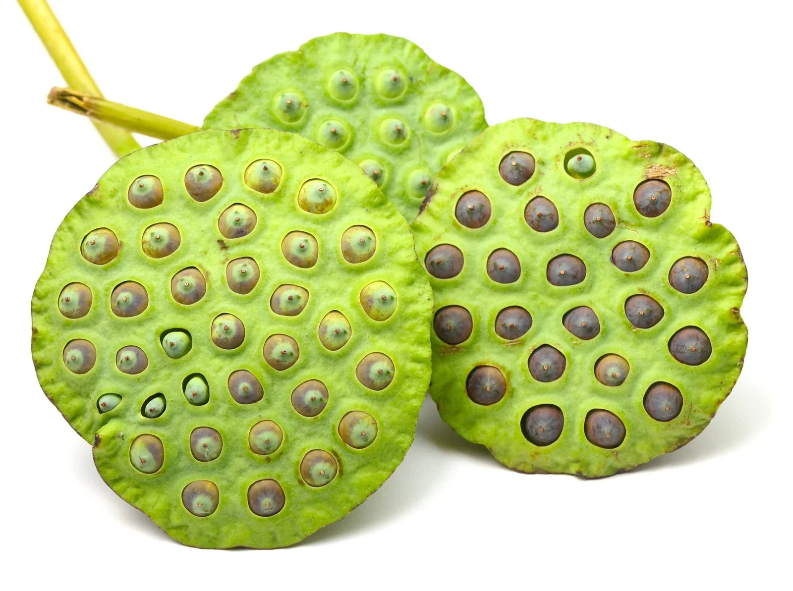 Sacred Lotus Flower Seeds - 15 Seeds - Aquatic Plant - Nelumbo nucifera
