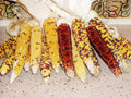 Popcorn Seed - Carousel Variety - Fresh Seeds - Zea mays everta - Free Shipping