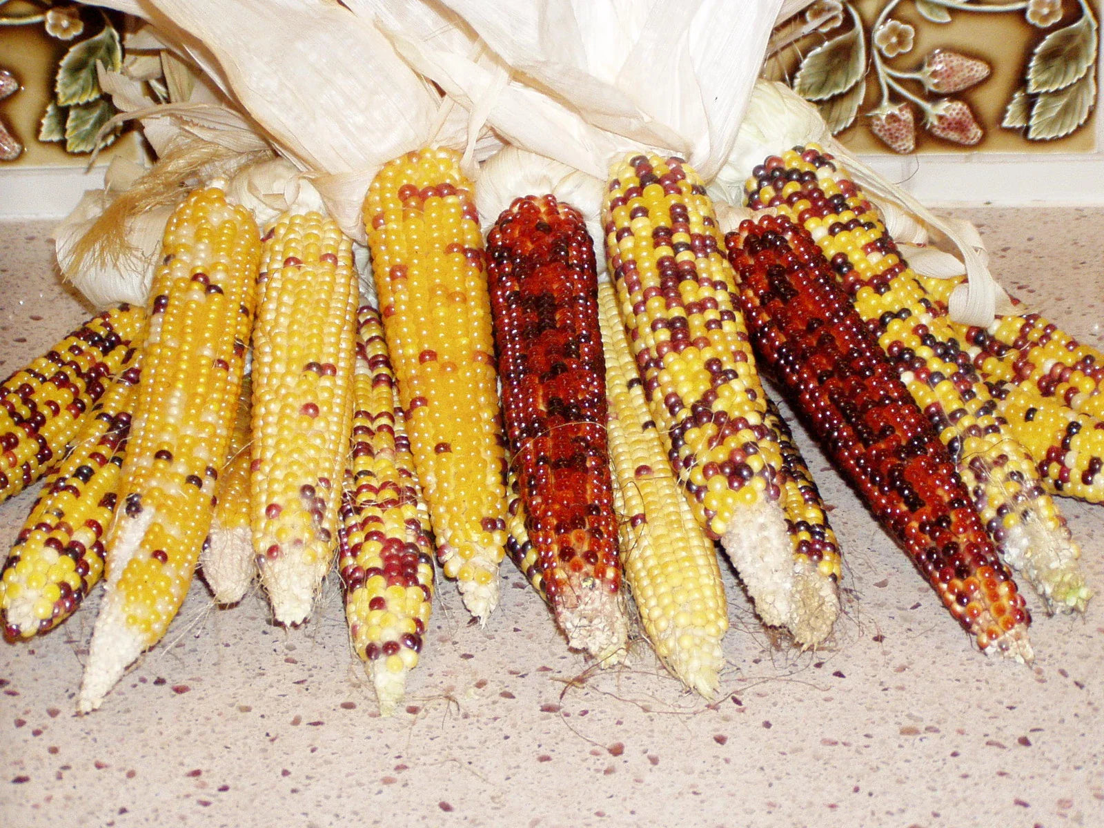 Popcorn Seed - Carousel Variety - Fresh Seeds - Zea mays everta - Free Shipping