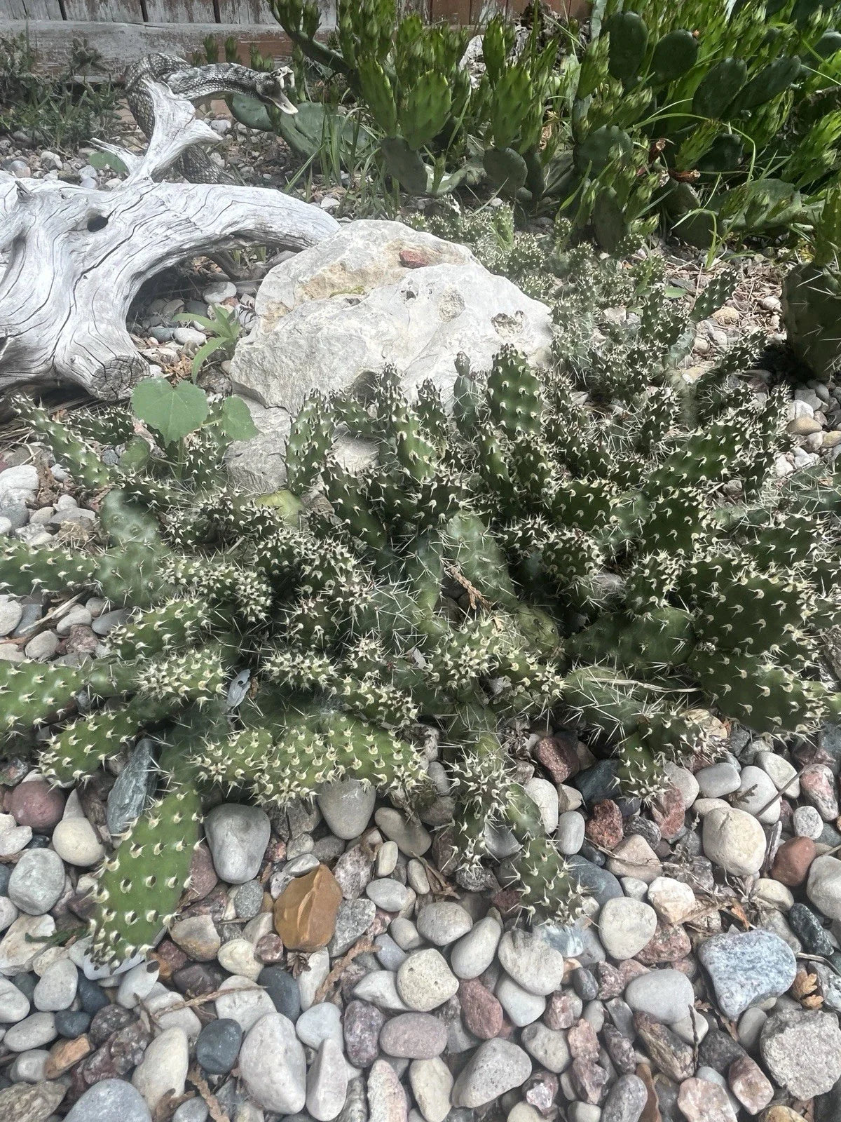 Cold Hardy Cactus Cuttings 2 Unrooted Spiny Cats Paw Opuntia Fragilis