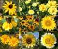 Wildflower Mix Seeds - 1 Oz Bulk - Yellow Variety - Pollinator-Friendly, Non-GMO