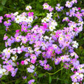 Virginia Stock Mix Seeds - Fragrant Low-Growing Flower Seeds - Highly Scented Blend for 2025 Planting - Malcomia maritima