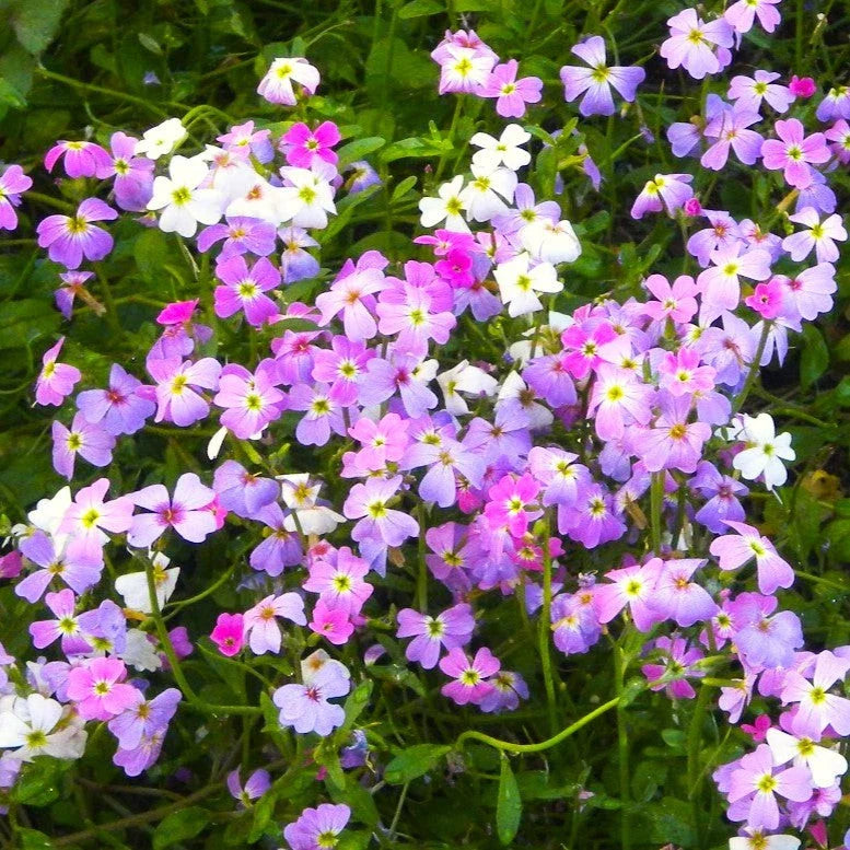 Virginia Stock Mix Seeds - Fragrant Low-Growing Flower Seeds - Highly Scented Blend for 2025 Planting - Malcomia maritima