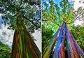Rainbow Eucalyptus Starter Tree Seedling - Well Rooted Sapling Plant (Eucalyptus deglupta)